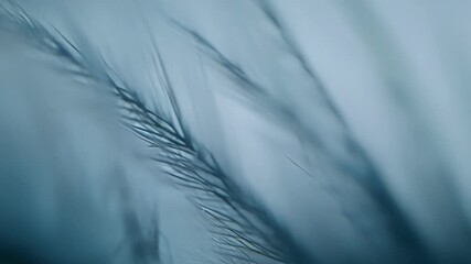 Poster - In extreme closeup the camera captures the tiny hairs that line the edges of a moths wings each one perfectly p.
