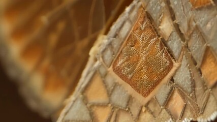 Aufkleber - The pattern on a moths wings resembles a mosaic with small geometric shapes in shades of brown and beige creating a stunning design.