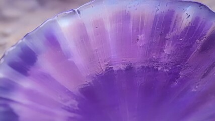 Aufkleber - The unique patterns and textures on a sea shell in shades of purple and mauve resembling a watercolor painting.