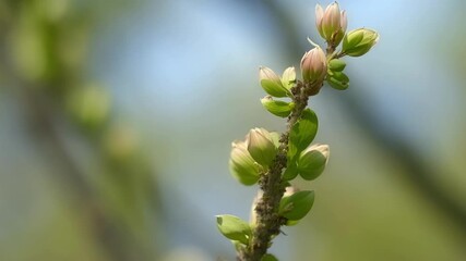 Poster - Detailed shot of a budding tree branch with tiny buds in various stages of development dotting its length.