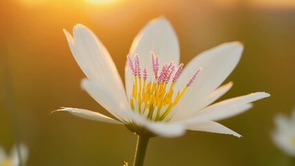 Poster - The camera zooms in on a of delicate white wildflowers revealing the tiny yellow stamens and tiny pink specks on the tips of their petals.