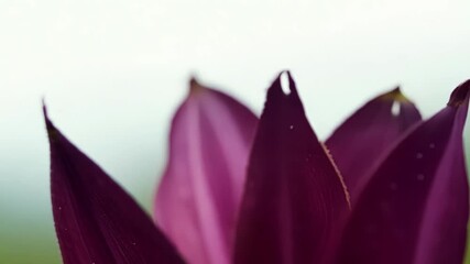 Aufkleber - A closeup of a wildflower with a deep burgundy hue showing the fine s and crinkled edges of its petals in crystal clear detail.