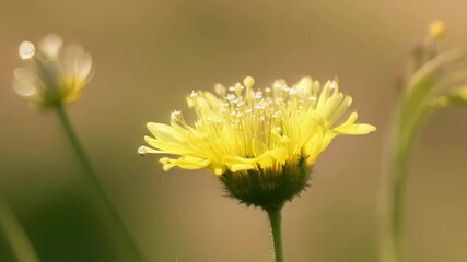 Aufkleber - The camera focuses on a of tiny yellow wildflowers providing a stunning view of their delicate petals and multiple layers of stamens.