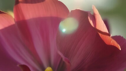 Aufkleber - A mesmerizing closeup shot of a wildflower with a vibrant pinkred gradient showcasing its velvety texture and intricate design.