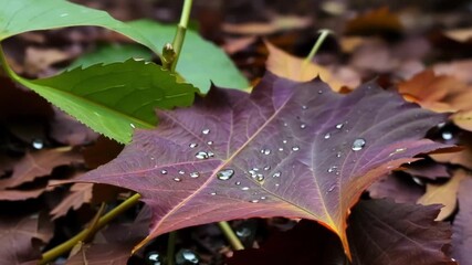 Aufkleber - A zoomedin footage capturing the vibrant contrast of a deep purple and bright orange leaf resting on the forest floor.