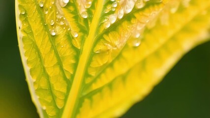 Aufkleber - A macro view of the s and intricate patterns on a bright yellow and green autumn leaf.