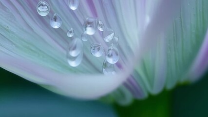 Aufkleber - A series of raindrops delicately balancing on the edges of a lily petal creating a mesmerizing composition of light and color.