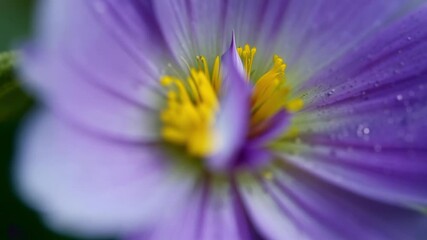 Aufkleber - A macro shot of a raindrop magnifying the vibrant hues of a pansy petal revealing its hidden intricacies.