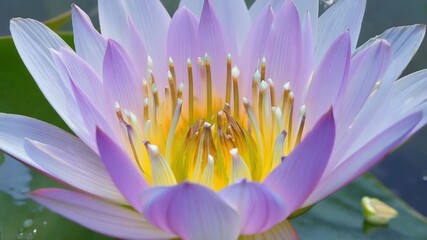 Aufkleber - The intricate layers of a water lily in full bloom showcasing its ethereal beauty and graceful form.