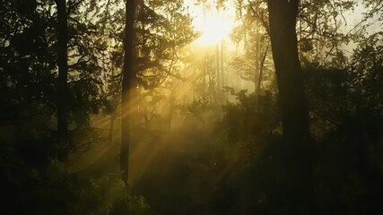 Aufkleber - The suns final rays peeking through the dark foliage of a dense woodland as if bidding farewell to the day.