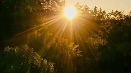 Aufkleber - An intimate view of the setting sun filtering through a canopy of lush green trees casting beautiful shadows on the forest floor.