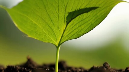 Aufkleber - A timelapse footage of a tiny leaf sprouting and unfolding unfurling in all its vibrant green glory.