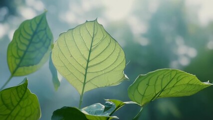 Aufkleber - Freshly emerged leaves gently unfurling amidst a mystical mist slowly revealing their perfect symmetrical shape.
