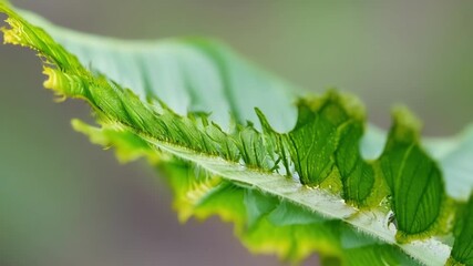 Aufkleber - Closeup of a fern leaf unrolling its delicate threadlike structures unfolding like an intricate puzzle.