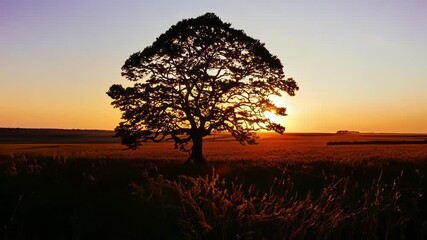 Aufkleber - The suns fiery rays burst through the branches of a sprawling oak tree as it sets behind a vast open plain.
