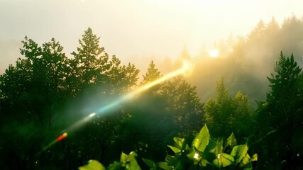 Aufkleber - As the sun rises the dew resting on the leaves begins to evaporate creating a hazy mist around the foliage.