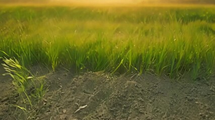 Aufkleber - A timelapse shot of grass expanding and shooting up transforming a barren patch of earth into a lush field.