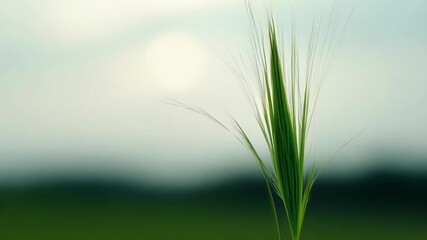 Aufkleber - A single blade of grass emerging from the ground bending and curling as it grows towards the sky.