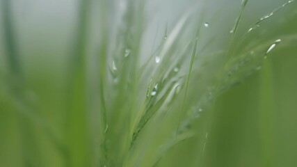 Aufkleber - The intricate patterns and textures of grass blades captured in stunning detail under a macro lens.