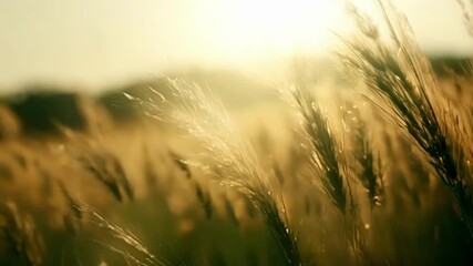 Aufkleber - A dappled sunlight shining through a field of tall grass casting a warm and ethereal glow.