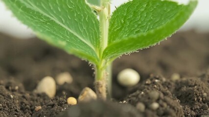 Poster - A closeup of a seedling emerging from the ground its young root curling around small pebbles and bits of dirt.