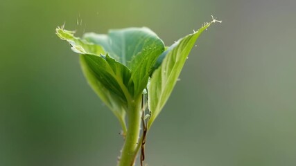 Poster - Closeup footage of a seed husk splitting open to reveal a young seedling with its first tiny roots stretching out.