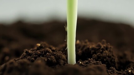 Aufkleber - A timelapse of a seed beginning to sprout its roots slowly stretching and widening as it takes hold in the soil.