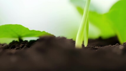 Aufkleber - The camera follows the growth of a seedling from seed to sprout capturing the emergence of its first root followed by its stem and leaves.