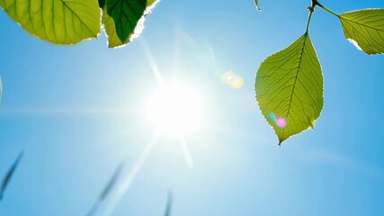 Aufkleber - Closeup footage of tiny leaf buds bursting open against a bright blue sky backdrop symbolizing new beginnings and growth.