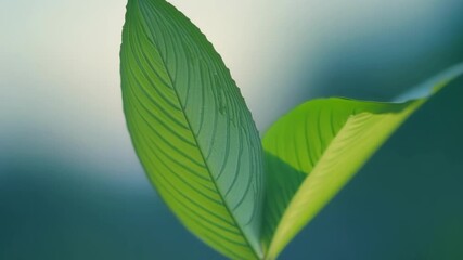 Aufkleber - Slow motion footage of a leaf bud bursting open with each individual leaf appearing to dance and sway in the wind.