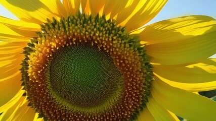 Poster - Zoomed in on a sunflowers vibrant yellow petals glistening in the sunlight as it turns its head to face the suns warm rays.