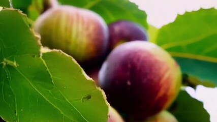 Aufkleber - A closeup view of a fig tree reveals a of initially green and firm figs gradually softening and developing rich dark colors as they ripen.