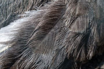 Canvas Print - Detail of gray feathers on an ostrich.