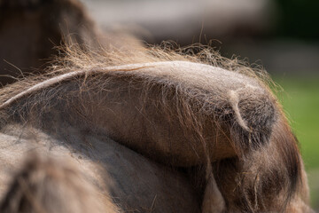 Canvas Print - Detail of a camel's hump.