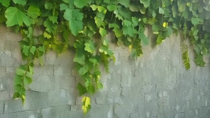 Aufkleber - A timelapse of ivy climbing up a stone wall showcasing its gradual but relentless growth.