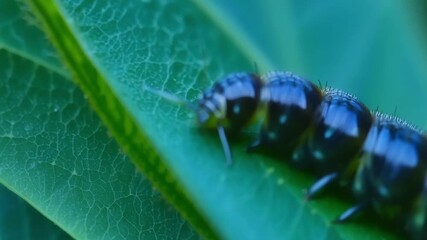 Aufkleber - A closeup shot of a caterpillar wrapping its body around a leaf as it bites and tears through it.