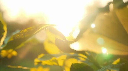 Aufkleber - Sunlight shines through the transparent wings casting dappled shadows on nearby leaves and flowers.