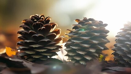 Aufkleber - A group of pine cones sits on a bed of fallen leaves as each one slowly opens and closes in a rhythmic pattern in response to the moisture in the air.
