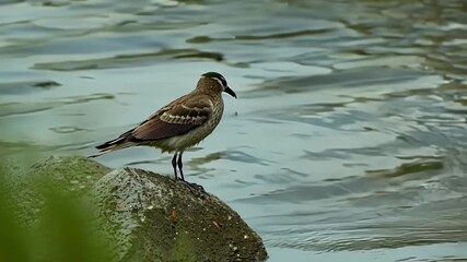 Aufkleber - A closeup of a bird perched on a rock near the river with the water gently lapping at its feet as the river level rises.