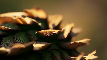 Aufkleber - A closeup view of a pine cones scales reveals intricate patterns and textures as they react and adjust to the surrounding moisture.