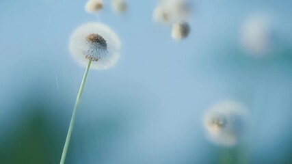 Aufkleber - A closeup of a dandelion seed head releasing its individual seeds with each one floating and tumbling in its own unique path.