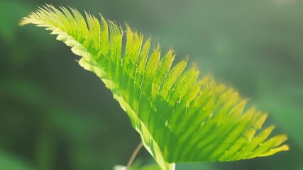Aufkleber - The camera focuses on the tip of a fern frond as it uncoils showcasing its vibrant green color and soft feathery texture.