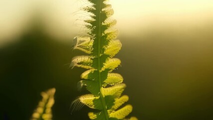 Aufkleber - The slow motion footage captures the mesmerizing unfurling of a fern frond each tiny movement a testament to the beauty of nature.