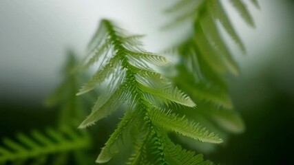 Aufkleber - In a tight shot the camera follows the progress of a fern frond as it gracefully unfurls from its tightly center unfolding into a stunning display of symmetry.