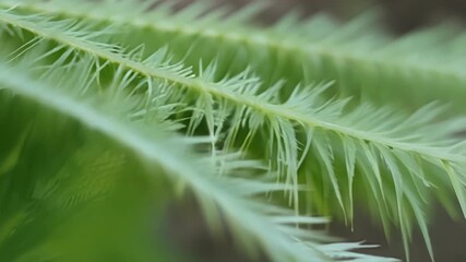 Aufkleber - With the use of a macro lens the camera captures the tiny hairs on the surface of a fern frond as it gently unfurls adding an extra layer of detail to its natural beauty.