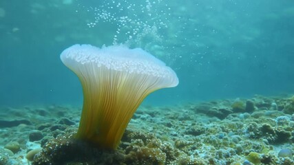 Poster - A single sea anemone pulsating rhythmically its delicate body expanding and contracting with each wave that washes over it.