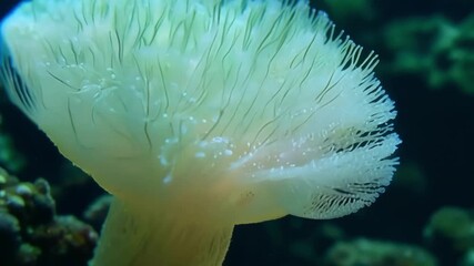 Aufkleber - An upclose look at a sea anemones stinging cells capturing prey and producing a glowing green light as they consume their catch.
