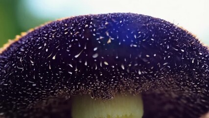 Aufkleber - A macro shot of a dark purple mushroom displaying its spores in delicate zebralike patterns on the underside of its cap.