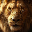 © Mufida's Gallery - close up photo of brave and powerful lion king face