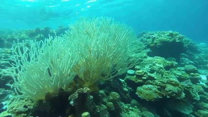 Aufkleber - As we move closer to a bleached coral colony the once teeming and diverse community of fish and other marine life is noticeably absent a sad consequence of coral bleaching and its